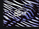 Sons of Steel  movie  logo and Meg  Zebrahead 